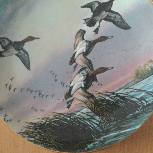 1981 "canvasbacks" David Maass limited edition collector plate 10 3/4" wild life - Picture 3 of 5
